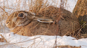 Der Natur auf der Spur: Feldhase, Foto: R. Altenkamp, wikipedia.org